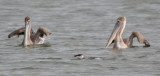 DSC_0109b.JPG