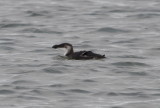 DSC_0149b.JPG