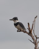 DSC_0199b.JPG