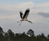 DSC_0248b.JPG