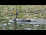 DSC_0194b.JPG