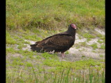 DSC_0197b.JPG
