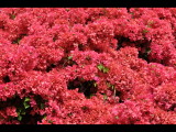 DSC_0257b.JPG