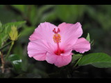 DSC_0298b.JPG