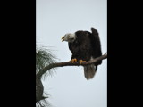 DSC_0290b.JPG