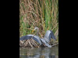 DSC_0423b.JPG