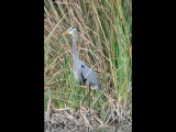 DSC_0429b.JPG