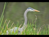 DSC_0455.bJPG.jpg