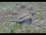 DSC_0459b.JPG