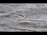DSC_0276b.JPG