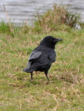 DSC_0296b.JPG