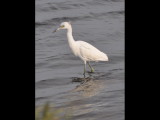 DSC_0469b.JPG