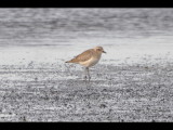 DSC_0473b.JPG