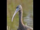 DSC_0779b.JPG