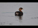 DSC_0979b.JPG