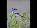 DSC_0037b.JPG