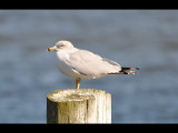 DSC_0398b.JPG