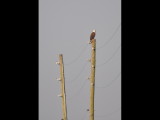 DSC_0136b.JPG