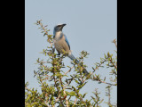 DSC_0471b.JPG