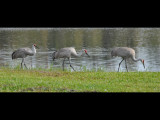 DSC_0050b.JPG