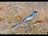 DSC_0086b.JPG