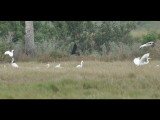 DSC_0270b.JPG