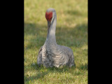 DSC_0445b.JPG