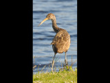 DSC_0490b.JPG