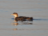 DSC_0004b.JPG