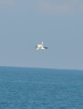 DSC_0457b.JPG
