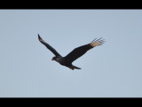 DSC_0991b.JPG