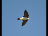DSC_0265b.JPG