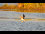 DSC_0596b.JPG