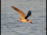 DSC_0606b.JPG