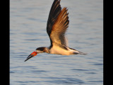 DSC_0626b.JPG