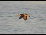 DSC_0656b.JPG