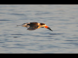 DSC_0661b.JPG