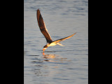 DSC_0680b.JPG
