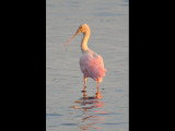DSC_0737b.JPG