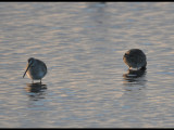 DSC_0756b.JPG