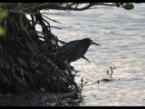 DSC_0814b.JPG