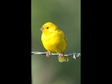 DSC_0037b.JPG