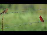 DSC_0092b.JPG