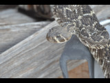 DSC_0198r.JPG