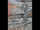 DSC_0207r.JPG