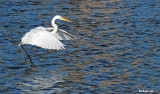 White Egret