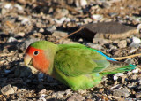 Peach-faced Lovebird