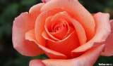 Irvine Rose