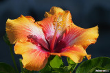 Hibiscus