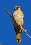 American Kestrel 